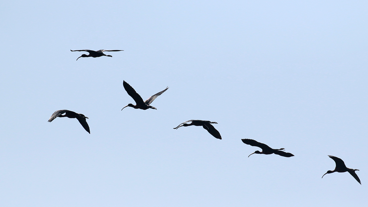 Zwarte ibissen